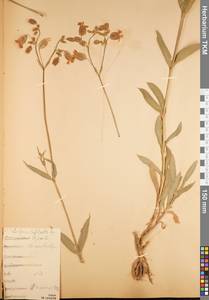Silene glareosa subsp. prostrata (Gaudin) Guarino & Pignatti, Восточная Европа, Центральный район (E4) (Россия)