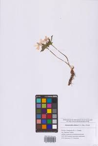 Ветреница алтайская Fisch. ex C.A.Mey., Восточная Европа, Средневолжский район (E8) (Россия)