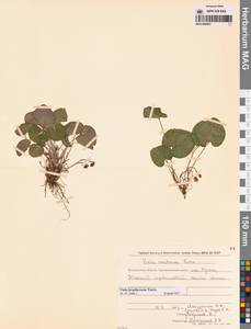 Viola epipsila subsp. repens (Turcz.) W.Becker, Сибирь, Чукотка и Камчатка (S7) (Россия)