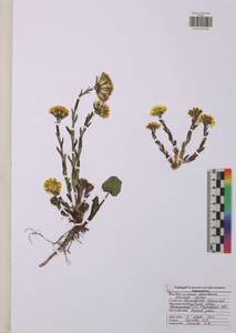 Мать-и-мачеха обыкновенная L., Восточная Европа, Центральный район (E4) (Россия)