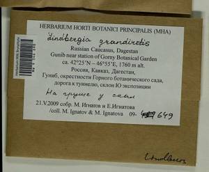 Lindbergia grandiretis (Lindb. ex Broth.) Ignatov & Ignatova, Гербарий мохообразных, Мхи - Северный Кавказ и Предкавказье (B12) (Россия)