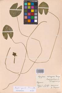 Кубышка малая (Timm) DC., Восточная Европа, Северо-Западный район (E2) (Россия)