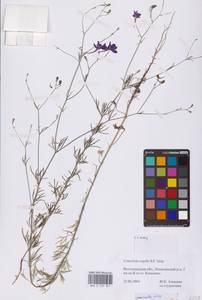 Delphinium consolida subsp. consolida, Восточная Европа, Нижневолжский район (E9) (Россия)