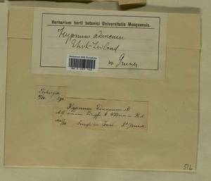 Drepanocladus aduncus (Hedw.) Warnst., Гербарий мохообразных, Мхи - Прибалтика (B1) (Эстония)