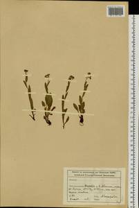 Незабудка, Сибирь, Алтай и Саяны (S2) (Россия)