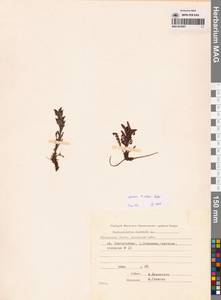 Мытник Эдера Vahl, Сибирь, Чукотка и Камчатка (S7) (Россия)