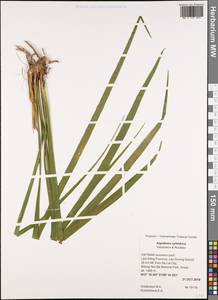 Aspidistra cylindrica Vislobokov & Nuraliev, Зарубежная Азия (ASIA) (Вьетнам)