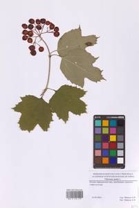 Калина обыкновенная, Калина красная L., Восточная Европа, Московская область и Москва (E4a) (Россия)