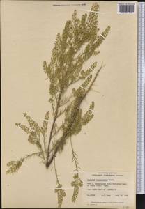 Lepidium ramosissimum A. Nelson, Америка (AMER) (Канада)