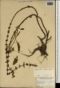 Plectranthus barbatus, Зарубежная Азия (ASIA) (Индия)