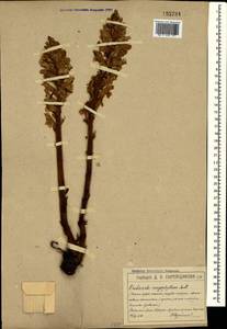 Заразиха белая Steph. ex Willd., Крым (KRYM) (Россия)