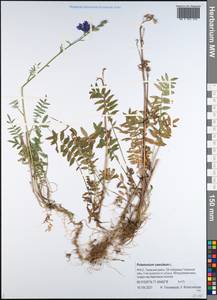 Синюха голубая L., Сибирь, Западная Сибирь (S1) (Россия)