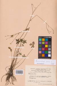 Лютик едкий L., Восточная Европа, Литва (E2a) (Литва)