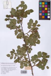 Шиповник почти-собачий (Christ) Dalla Torre & Sarnth., Восточная Европа, Московская область и Москва (E4a) (Россия)