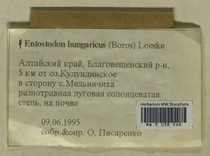 Entosthodon hungaricus (Boros) Loeske, Гербарий мохообразных, Мхи - Западная Сибирь (включая Алтай) (B15) (Россия)