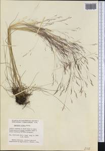 Полевица шероховатая Willd., Америка (AMER) (Канада)