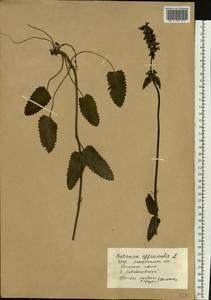 Betonica officinalis subsp. officinalis, Восточная Европа, Западно-Украинский район (E13) (Украина)