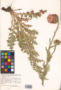 Чертополох поникший L., Восточная Европа, Московская область и Москва (E4a) (Россия)