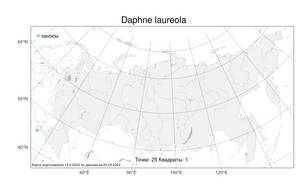 Daphne laureola, Волчник лавровый L., Атлас флоры России (FLORUS) (Россия)