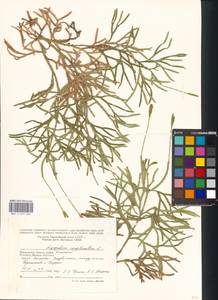 Diphasiastrum complanatum subsp. complanatum, Восточная Европа, Московская область и Москва (E4a) (Россия)