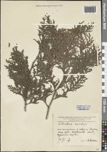 Calocedrus macrolepis Kurz, Зарубежная Азия (ASIA) (КНР)