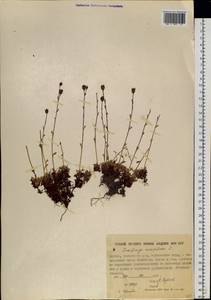 Камнеломка дернистая L., Сибирь, Якутия (S5) (Россия)