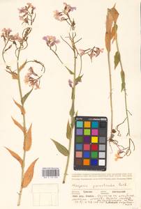 Вечерница густоволосистая Borbás & Degen, Восточная Европа, Средневолжский район (E8) (Россия)