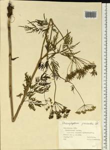 Бутень Прескотта DC., Восточная Европа, Средневолжский район (E8) (Россия)