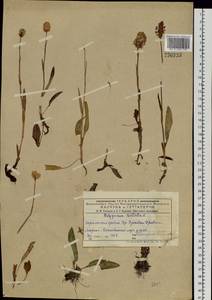 Змеевик лекарственный, Сибирь, Западный (Казахстанский) Алтай (S2a) (Казахстан)