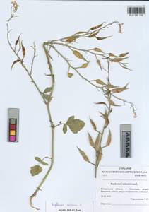 KUZ 005 182, Редька посевная L., Сибирь, Алтай и Саяны (S2) (Россия)