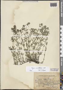 Thymus pannonicus All., Восточная Европа, Центральный лесостепной район (E6) (Россия)