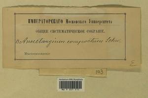 Anoectangium aestivum (Hedw.) Mitt., Гербарий мохообразных, Мхи - Западная Европа (BEu) (Неизвестно)