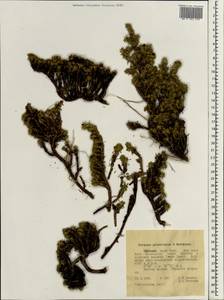 Euryops prostratus B.Nord., Африка (AFR) (Эфиопия)