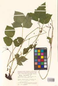 Костяника каменистая L., Восточная Европа, Нижневолжский район (E9) (Россия)