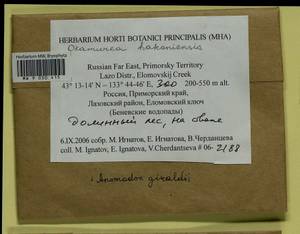 Okamuraea hakoniensis (Mitt.) Broth., Гербарий мохообразных, Мхи - Дальний Восток (без Чукотки и Камчатки) (B20) (Россия)