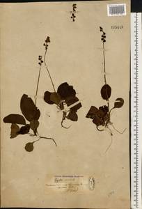 Грушанка малая L., Восточная Европа, Южно-Украинский район (E12) (Украина)