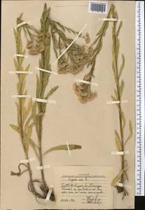 Мелколепестник едкий L., Средняя Азия и Казахстан, Западный Тянь-Шань и Каратау (M3) (Узбекистан)