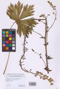 Aconitum lycoctonum subsp. lasiostomum (Rchb.) Warncke, Восточная Европа, Московская область и Москва (E4a) (Россия)