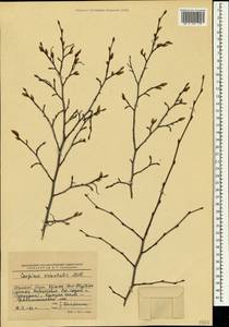 Граб восточный, Грабинник Mill., Крым (KRYM) (Россия)