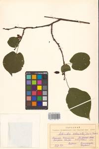 Актинидия коломикта (Maxim. & Rupr.) Maxim., Сибирь, Дальний Восток (S6) (Россия)