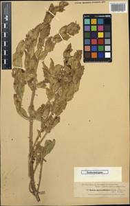 Salvia macrochlamys Boiss. & Kotschy, Зарубежная Азия (ASIA) (Турция)