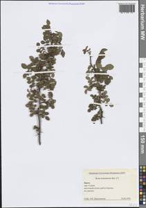 Шиповний войлочный, Роза войлочная Sm., Крым (KRYM) (Россия)