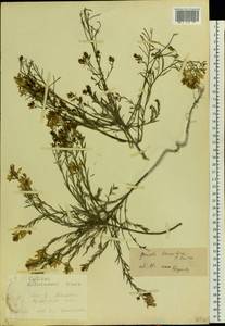 Genista tinctoria subsp. tinctoria, Восточная Европа, Северо-Украинский район (E11) (Украина)