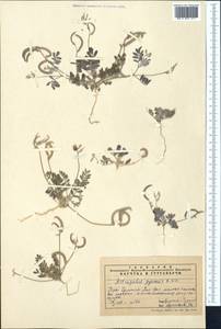 Astragalus arpilobus subsp. hauarensis (Boiss.) D. Podl., Средняя Азия и Казахстан, Сырдарьинские пустыни и Кызылкумы (M7) (Узбекистан)