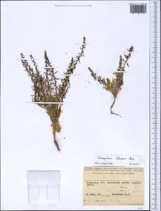Blitum virgatum subsp. virgatum, Средняя Азия и Казахстан, Памир и Памиро-Алай (M2) (Таджикистан)