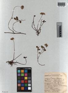 KUZ 003 369, Очиток гибридный (L.) 't Hart, Сибирь, Алтай и Саяны (S2) (Россия)