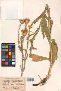 Centaurea glastifolia subsp. glastifolia, Средняя Азия и Казахстан, Прикаспийский Устюрт и Северное Приаралье (M8) (Казахстан)