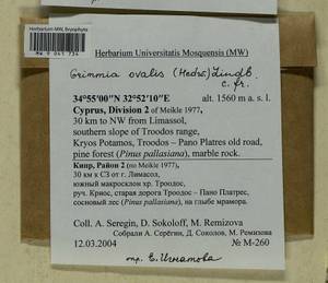 Grimmia ovalis (Hedw.) Lindb., Гербарий мохообразных, Мхи - Азия (вне границ бывшего СССР) (BAs) (Кипр)
