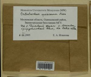 Lewinskya speciosa (Nees) F. Lara, Garilleti & Goffinet, Гербарий мохообразных, Мхи - Москва и Московская область (B6a) (Россия)