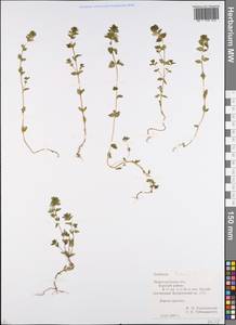 Euphrasia ×vernalis List, Восточная Европа, Волжско-Камский район (E7) (Россия)